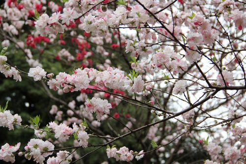 sakura spring tokyo