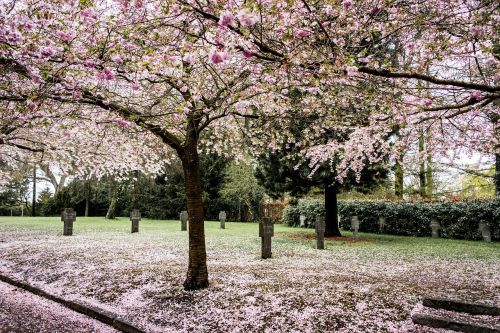 sakura sky tree