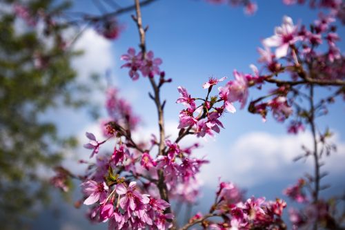 sakura flower blossom