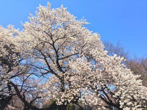 sakura spring japan