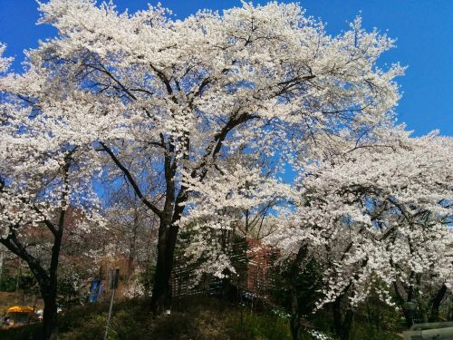 sakura cherry blossom flowers