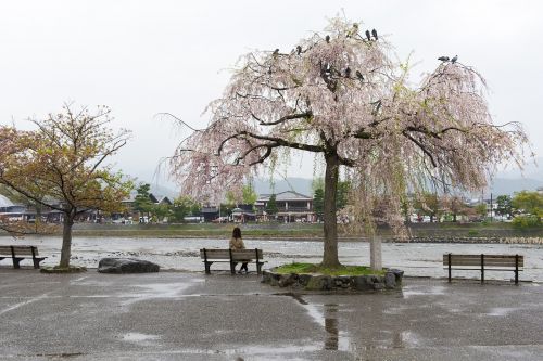 sakura cherry blossom lady