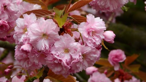 sakura flower sakura pink flower