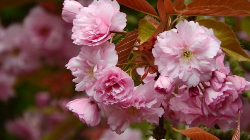 sakura flower sakura pink flower