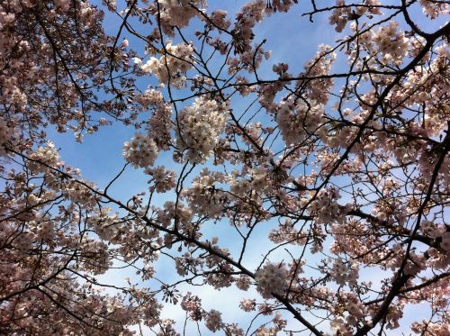 sakura sky spring