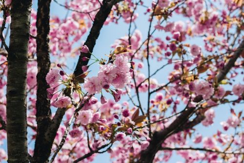 sakura flower pink flower