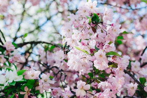 sakura flower cherry flowers