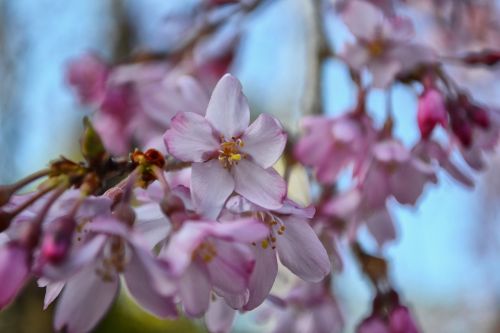 sakura flower pink