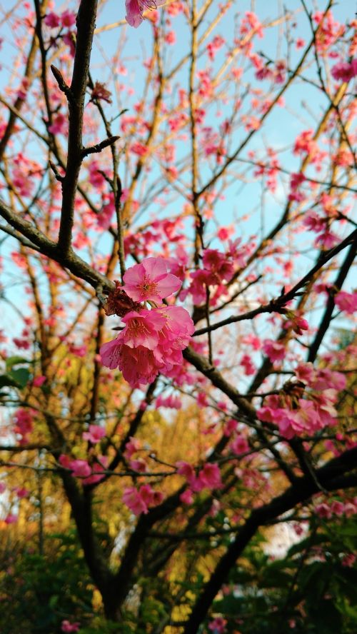 sakura flower cherry