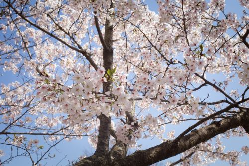 sakura japan spring