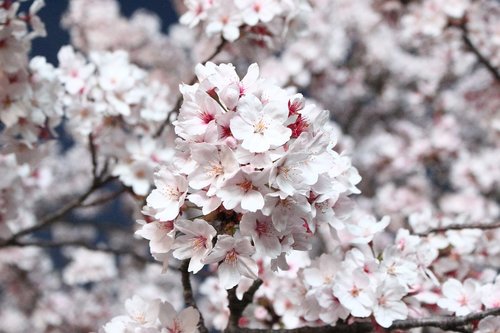 sakura  cherry blossom  cherry tree