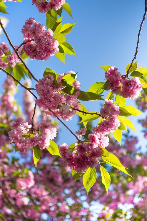 sakura  flower  tree