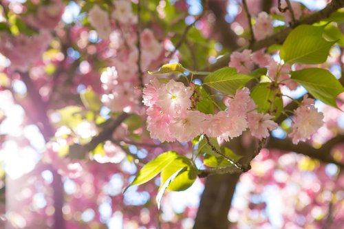 sakura  flower  tree