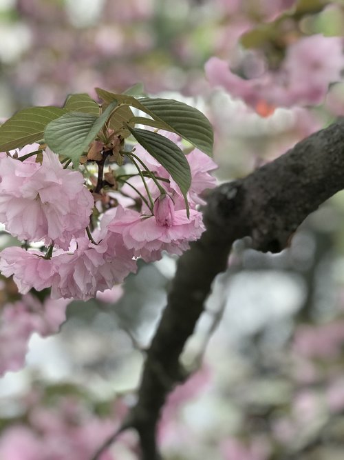 sakura  spring  osaka