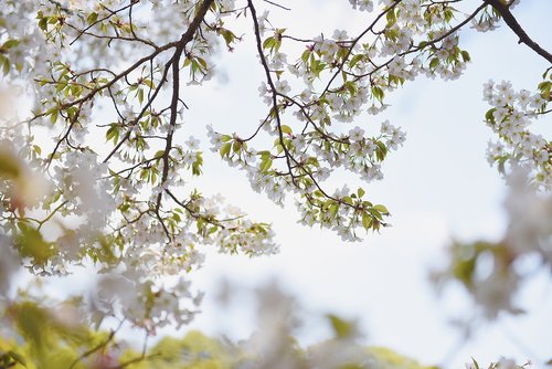 sakura  sky  spring