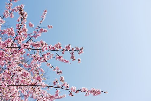 sakura  sky  spring