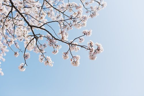 sakura  sky  spring