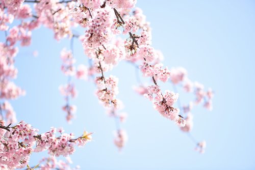 sakura  sky  spring