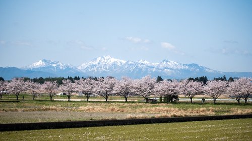 sakura  cherry blossom  japan