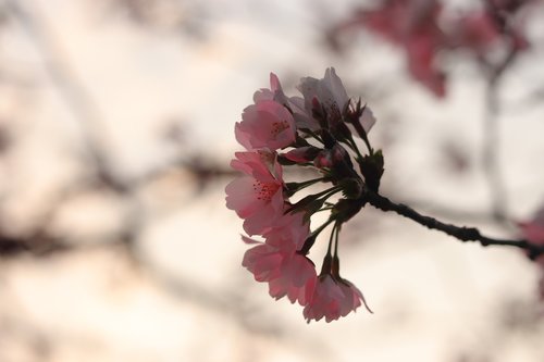 sakura  cherry blossom  wuhan east lake