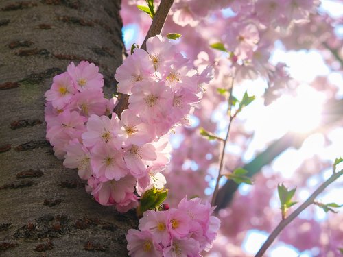 sakura  cherry  blossom