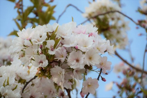sakura  cherry  japan
