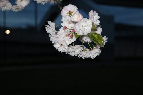 sakura  cherry  night