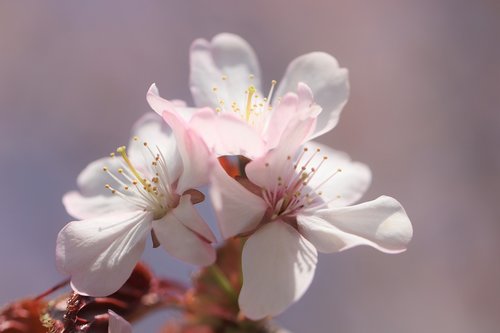sakura  flowers  spring