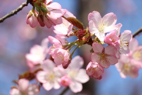 sakura  cherry  spring