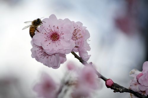 sakura cherry blossom japanese cherry trees