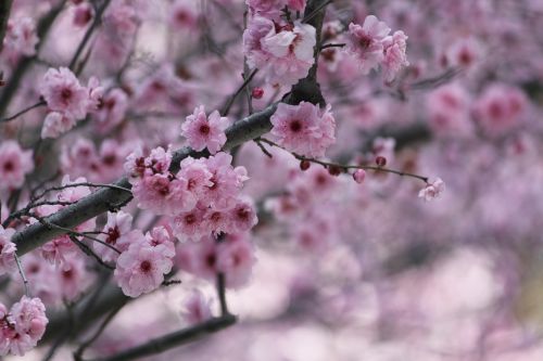 sakura cherry blossom japanese cherry trees