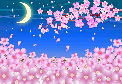 sakura  cherry blossom  night