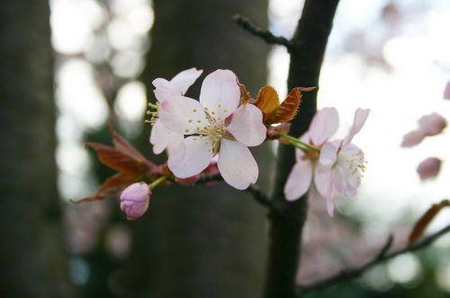 sakura spring japan