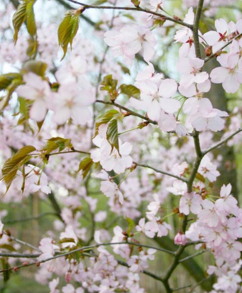 sakura tree bloom