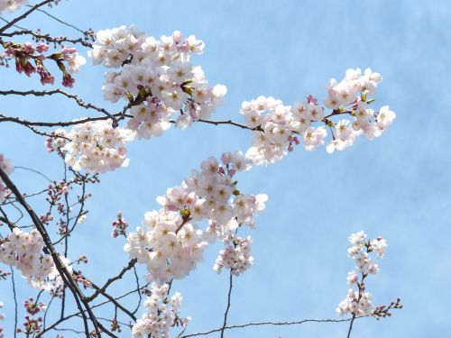 sakura cheery blossom sky