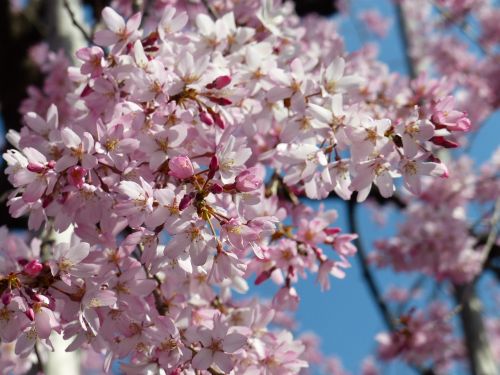 sakura cheery blossom sky