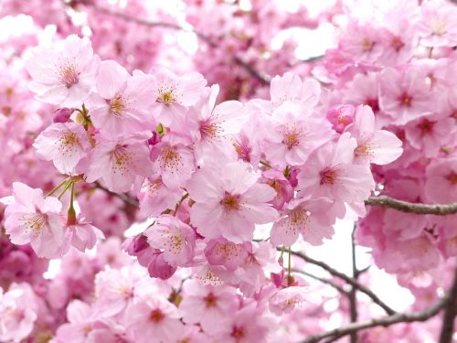 sakura cheery blossom sky