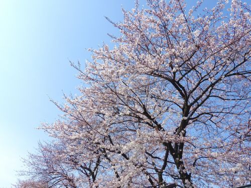 sakura japan cherry