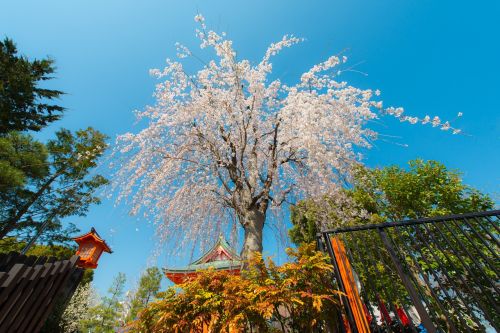 sakura tokyo japan