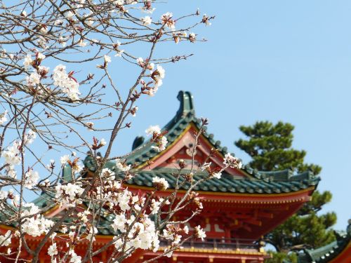 sakura tree spring