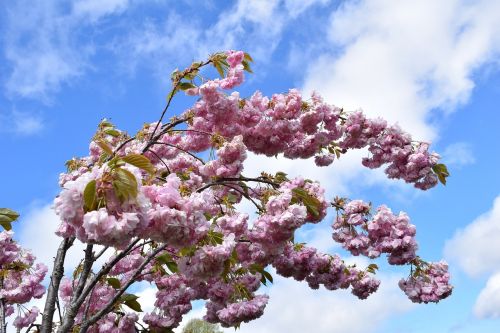 sakura tree sky