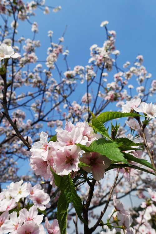 sakura cherry flower