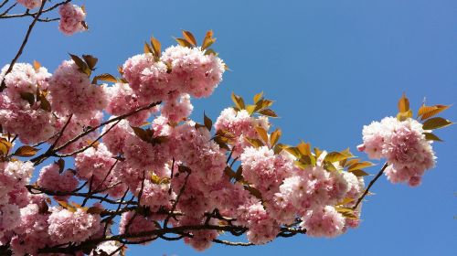 sakura flowers color pink