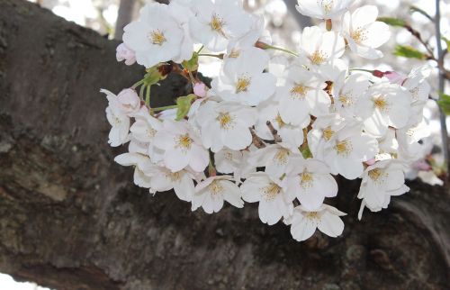 sakura cherry blossoms spring high park