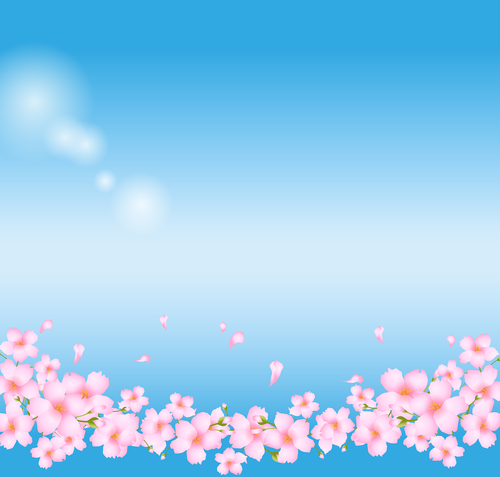 sakura flower background  cherry blossoms  blue sky