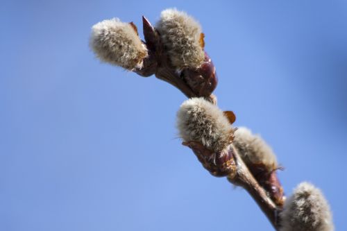 sal pasture salix caprea hall meadow