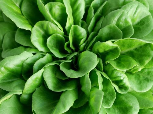 salad green healthy