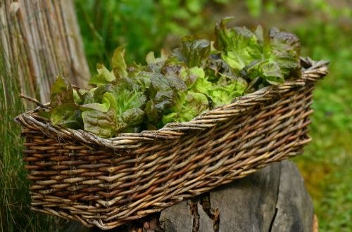 salad leaf lettuce bio