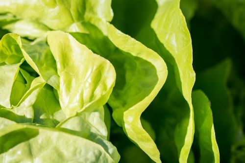 salad lettuce green