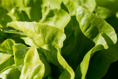 salad green leaf lettuce